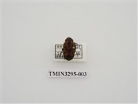 藏品(黑斑陷紋金龜)的圖片